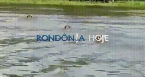 ‘Família da Juma’: vídeo de onça e dois filhotes atravessando rio Guaporé em RO viraliza
