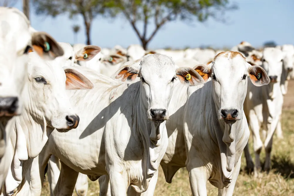 Rebanho bovino cresce quase 20% em Rondônia, revela pesquisa do IBGE